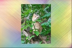 Кот, который гуляет сам по себе